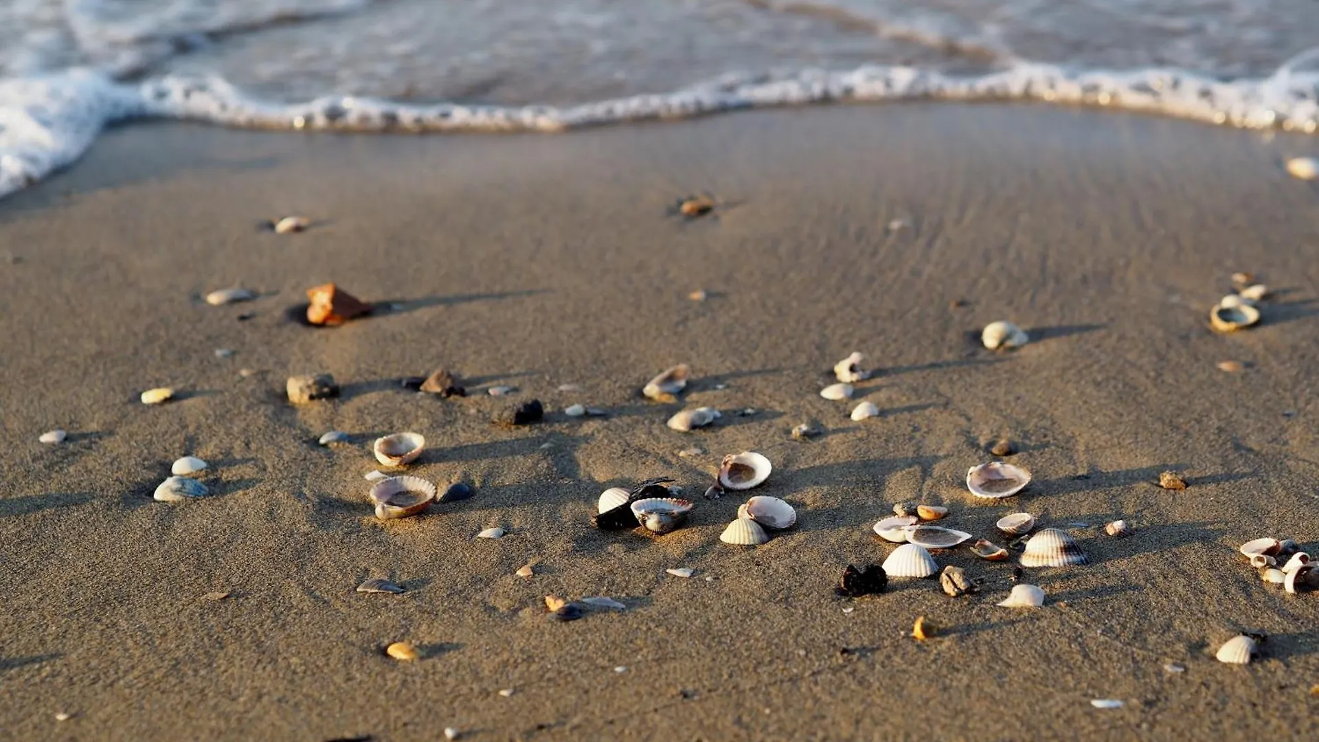 Apartment Coastal Comfort In A Cozy Studio Seaview Studio Bibione Italy